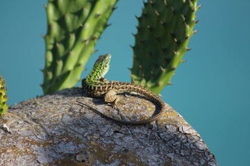 lizard on a rock cactus and sea in background