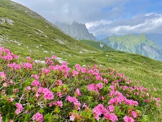 Blooming alpine roses in Raetikon mountains, close to Zimba. Vorarlberg, Austria.