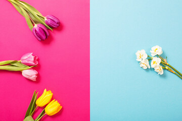 tulips on pink and blue paper background