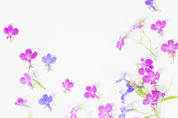 Naklejka na ściany i meble lobelia flowers on white background