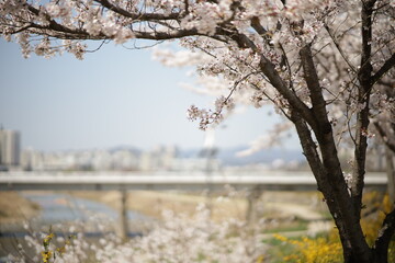 원주천, 벚꽃, 4월