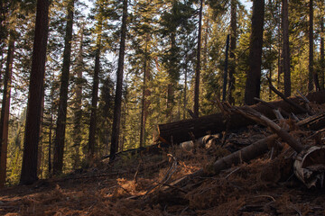 Autumnal natural landscape from Yosemite National Park, California, United States