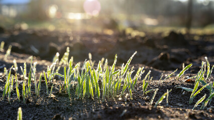 oat seedlings in the early frosty morning at dawn in bright sunlight