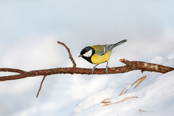 Fototapeta premium A great tit sits on a tree branch against a background of snow. The tit is a widespread bird from the tit family.