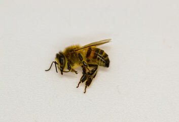 Dead honeybee