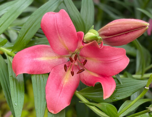 pink lilies in the garden