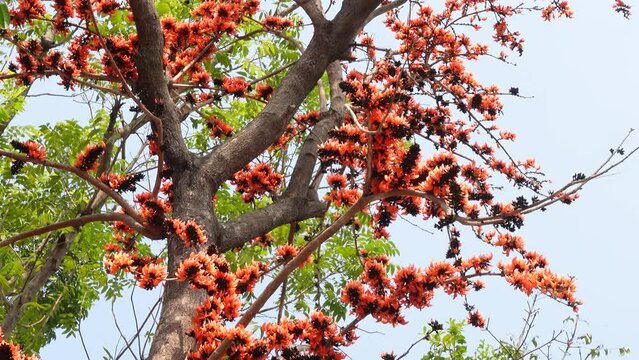 Bees are extracting honey from red-orange Palash flowers. Flowers background.  4k Video.