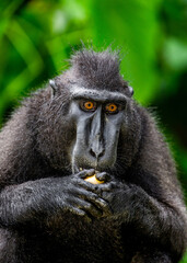 Celebes crested macaque is eating fruit. Indonesia. Sulawesi.