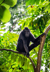 Celebes crested macaque is sitting on a tree. Indonesia. Sulawesi.