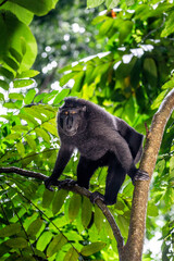 Celebes crested macaque is sitting on a tree. Indonesia. Sulawesi.