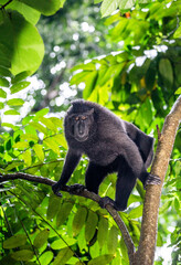 Celebes crested macaque is sitting on a tree. Indonesia. Sulawesi.