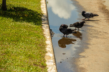 Alguns pombos bebendo água em uma poça no chão.