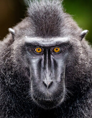 Portrait of a сelebes crested macaque. Close-up. Indonesia. Sulawesi.