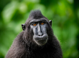 Portrait of a сelebes crested macaque. Close-up. Indonesia. Sulawesi.