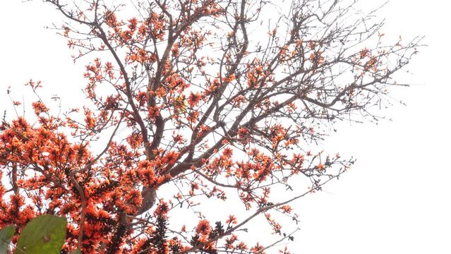 The red-orange Palash flowers have blossomed in the Palash tree. Orange flowers tree view in on midday against the sun. 4k video.