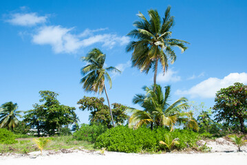 Fototapeta na wymiar Grand Cayman Island Beach Palm Trees