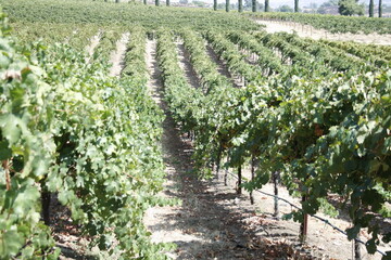 Fototapeta na wymiar rows of vines in vineyard