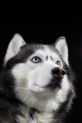 Studio art portrait beautiful husky dog with blue eyes.