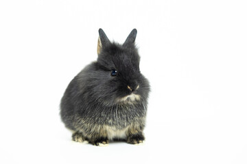 close-up of cute black rabbit