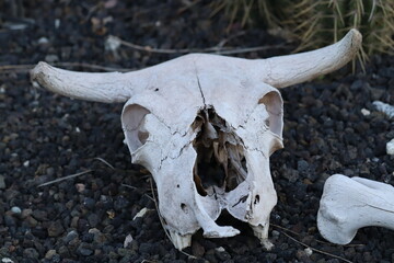 skull of the bull