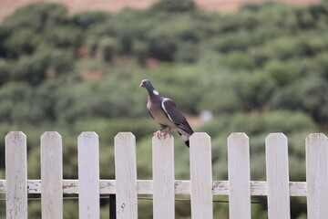 bird on a fence