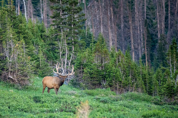 Elk With Large Rack In Velvet