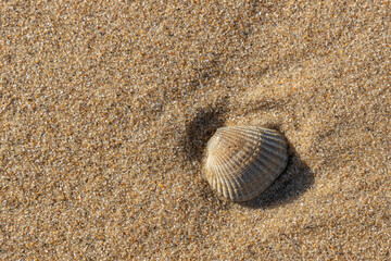 Fototapeta na wymiar shell close up on sandy beach