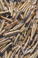 stack of long empty shells on sandy beach