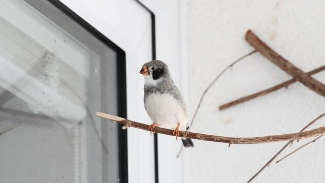 young zebra finch male learning how to sing his song