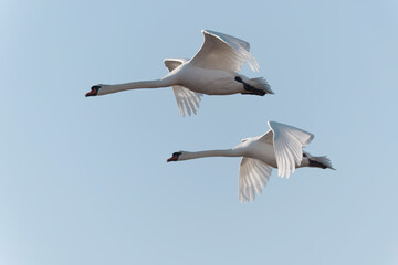 Mute Swan Cygnus olor flying in a pair