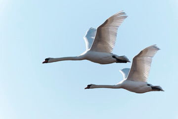 Obraz premium Mute Swan Cygnus olor flying in a pair