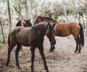 Obraz premium horse foal with its mother mare in the forest