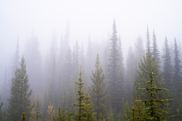 Fog through the trees in the Colville National Forest