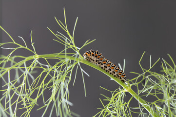 papilio machaon caterpillar on dill plant