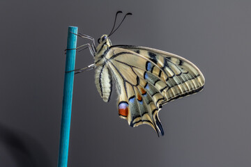 papilio machaon butterfly in close up