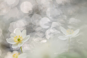 Anemone nemorosa wood anemone,spring flower