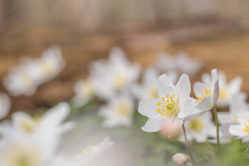 Fototapeta na wymiar Anemone nemorosa wood anemone,spring flower