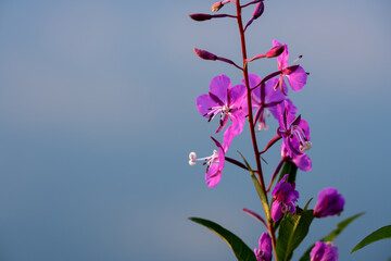 Fireweed Blooms Against a Blue Sky