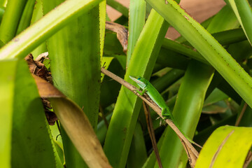Beautiful green lizard camouflaged on tropical plants