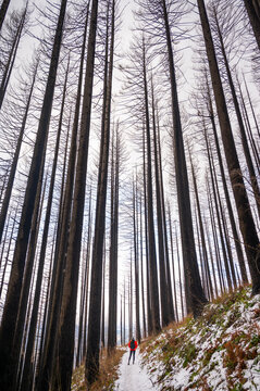 Tall burned trees on a snowy trail in the Columbia River Gorge
