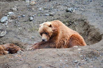 Spectacular grizzly bears resting in holes of soil dug by them in zoo in Alaska, USA, United States...
