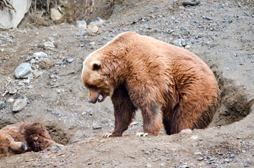 Spectacular grizzly bears resting in holes of soil dug by them in zoo in Alaska, USA, United States...