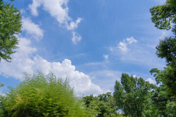 Blue sky seen through the summer forest