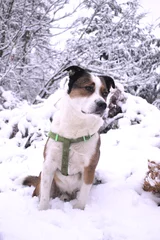 Foto op Canvas dog in snow © Claire