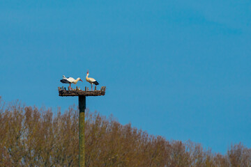 Störche im Nest