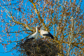 Störche im Nest