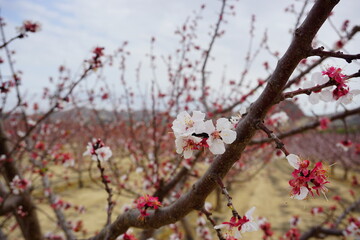 Floraci&oacute;n de un albaricoquero