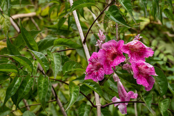 Bunch of toxic brugmansia flower.