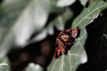 Pyrrhocoris apterus - Firebug - Gendarme