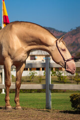 caballo